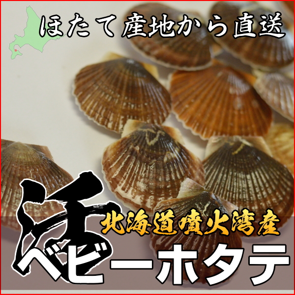 活ベビーホタテ貝５ｋｇを北海道から通販でお取り寄せ 貝付帆立 ほたて 新鮮産直ネット