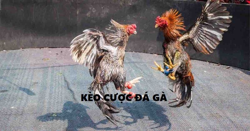 Các thể loại kèo cược đá gà phổ biến