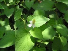 Công dụng của rau diếp cá với sức khỏe bà bầu