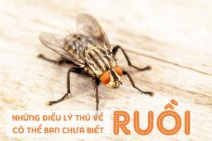 Sự thật thú vị nhất về loài ruồi