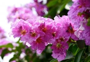 Bài thơ hay nhất về hoa bằng lăng