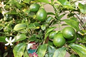 Bài văn tả cây chanh (lớp 4) chọn lọc hay nhất