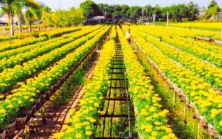 Câu ca dao, tục ngữ về Đồng Tháp hay nhất