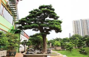 Loại cây sân vườn đẹp, dễ chăm sóc nhất
