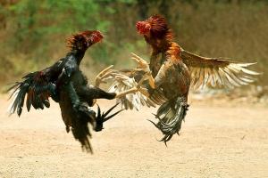 Cách chọn gà chọi tơ chuẩn nhất