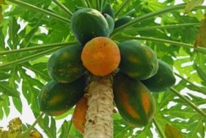 Công dụng tuyệt vời nhất của quả đu đủ