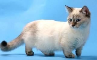 Địa chỉ bán mèo Munchkin uy tín nhất TP. HCM