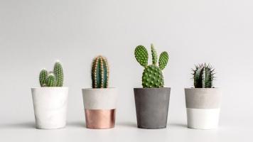Địa chỉ bán xương rồng đẹp nhất TP. Quy Nhơn, Bình Định