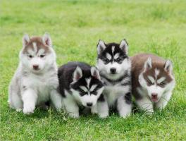 Địa chỉ mua chó Husky uy tín tại Việt Nam