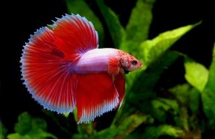 Loài cá cảnh nước ngọt dễ nuôi phù hợp với người mới bắt đầu