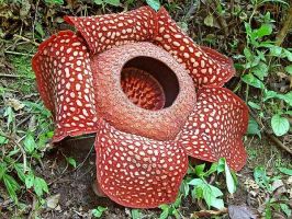 Loại cây hiếm nhất thế giới