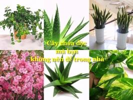 Loài thực vật có chứa độc bạn không nên để trong nhà