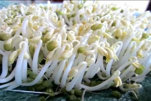 Máy làm giá đỗ chất lượng nhất hiện nay