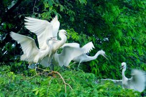 Địa điểm du lịch nổi tiếng tại Ba Tri, Bến Tre
