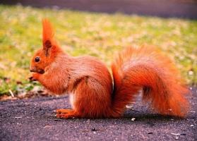 Loài động vật có màu đỏ đẹp nhất