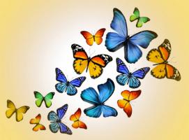 Sự thật thú vị nhất về loài bướm