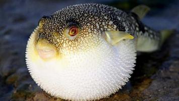 Sự thật thú vị nhất về loài cá nóc