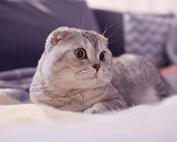Sự thật thú vị nhất về loài mèo