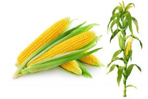 Dàn ý bài văn thuyết minh về cây ngô hay nhất.