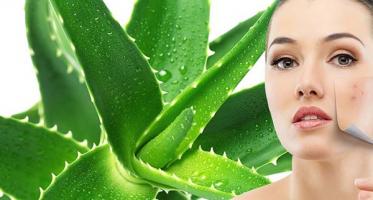 Công dụng tuyệt vời của Nha đam