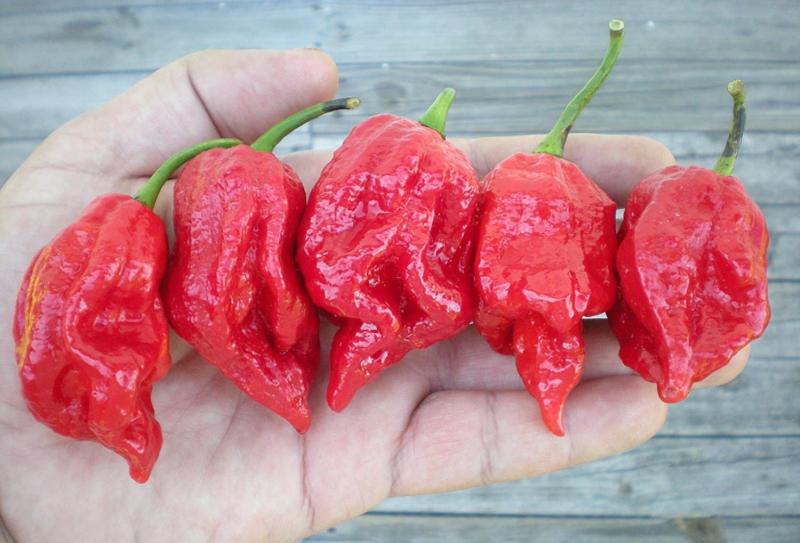 7 Pot Barrackpore