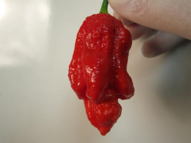 7 Pot Barrackpore