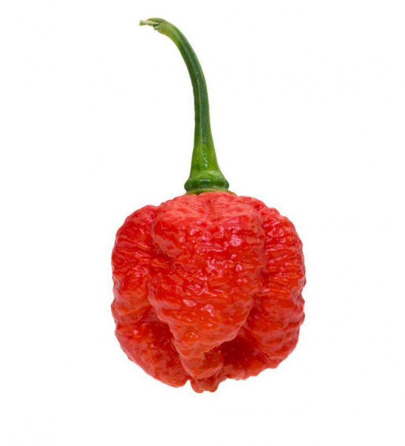 7 Pot Brain Strain