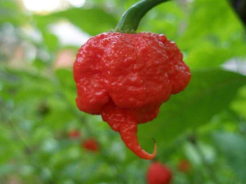 7 Pot Primo