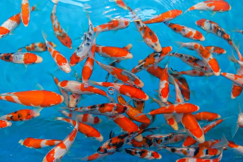 AA Koi ᖴarm