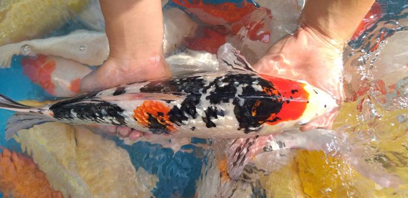 As Koi Farm