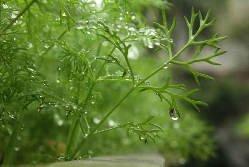 Cơn mưa mùa hạ