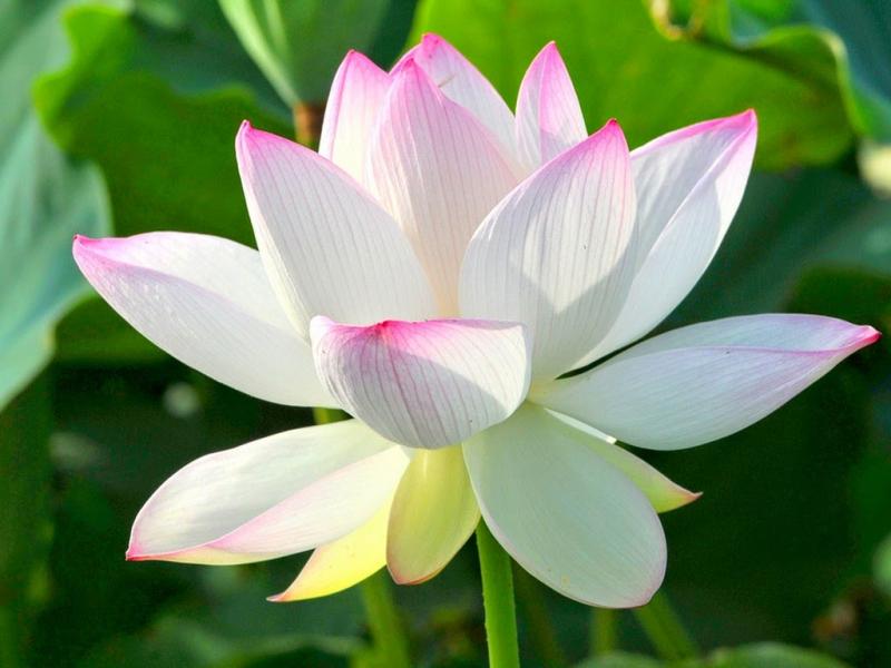 Tác giả Nguyễn Thị Xuân Hương