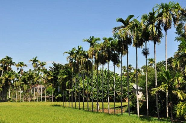 Bài văn phân tích tác phẩm 