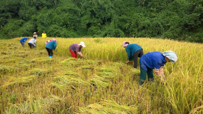 Bài văn tả bác nông dân số 6