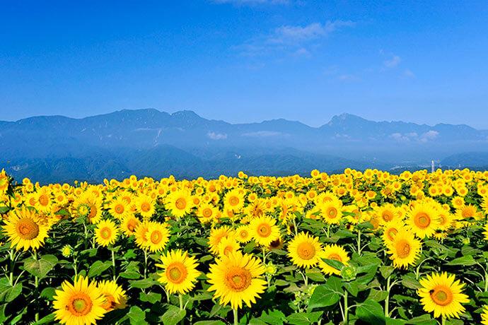 Bài văn thuyết minh về hoa hướng dương - mẫu  2