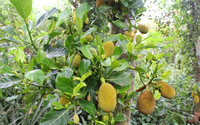 Vườn cây nhà bé