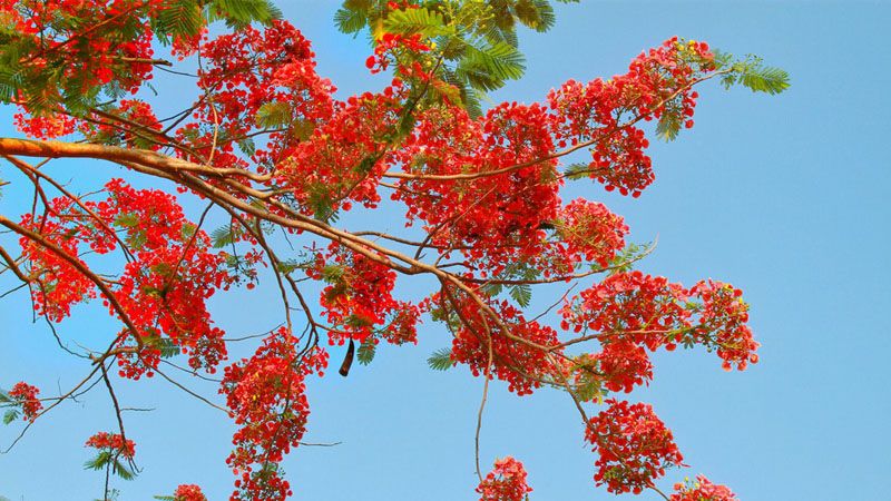 Em về tìm lại tuổi thơ