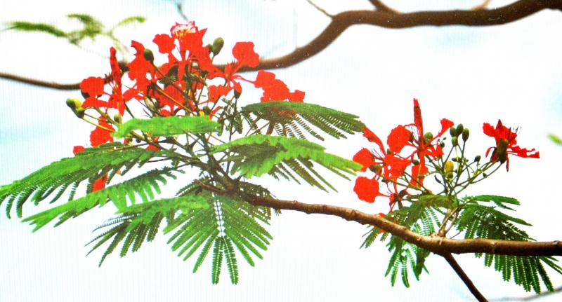 Mùa hoa tuổi học trò