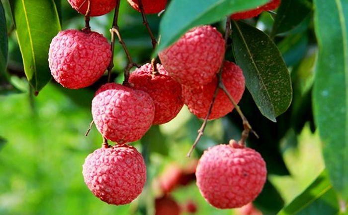 Tháng Sáu về Bắc Giang