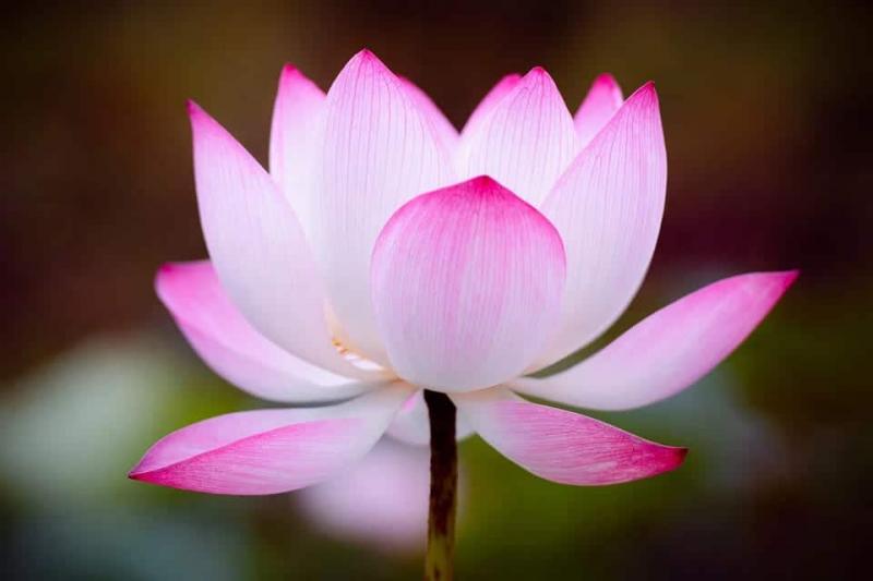 Đồng Tháp quê em