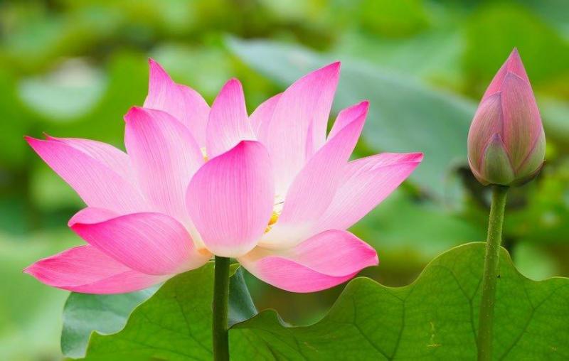 Đồng Tháp quê em