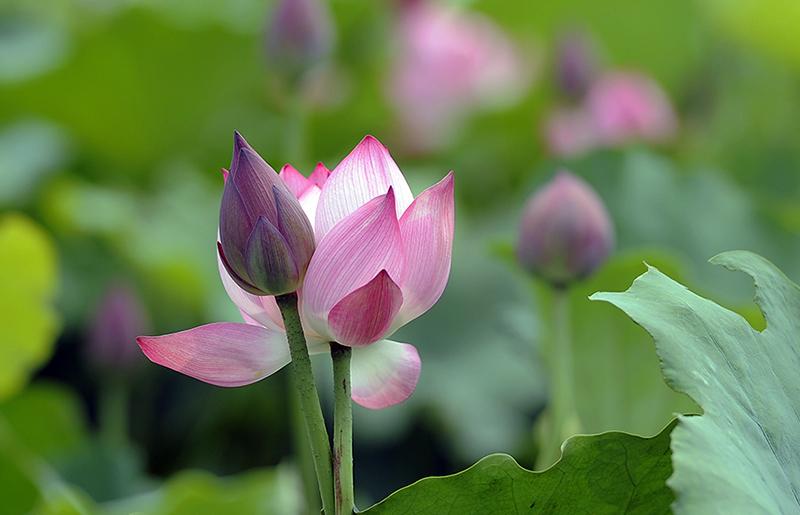 Đồng Tháp mùa sen