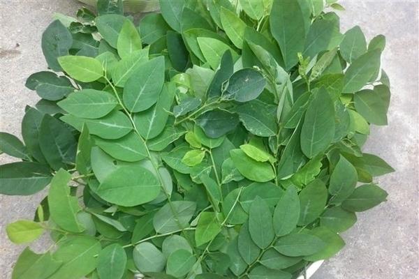 Lá ngót trị tưa lưỡi hiệu quả