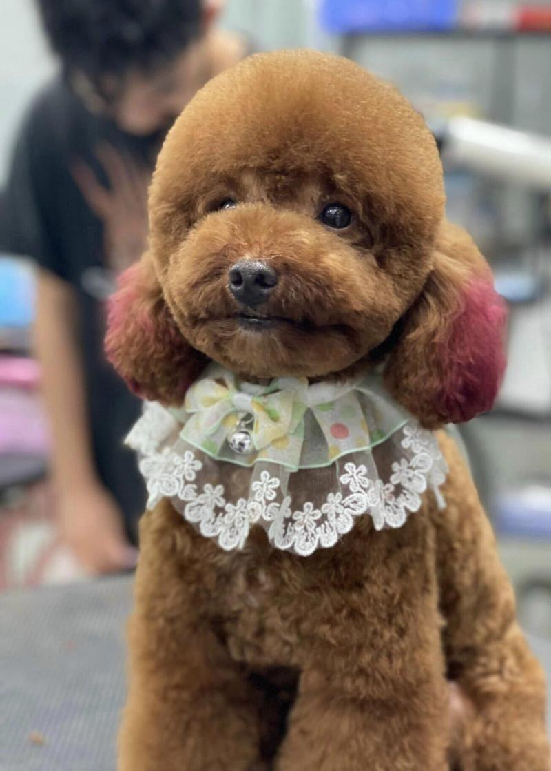 Bệnh Viện Thú Y Dogs & Cats