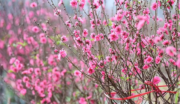 Bài văn tả cây đào vào dịp Tết đến, xuân về số  1