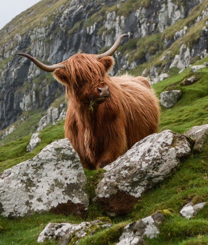 Bò cao nguyên Scotland