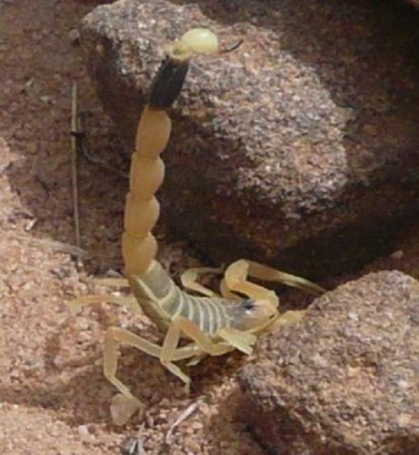 Bọ cạp Stalker