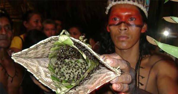 Brazil hiến mình cho loài kiến Bullet vùng Amazon cắn đau đớn