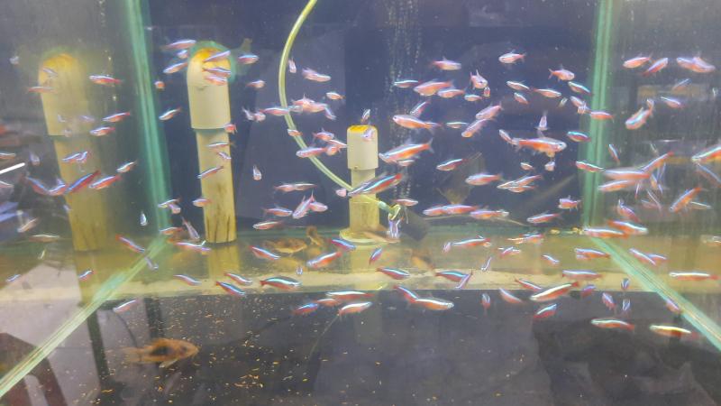 Cá cảnh Betta Thủy Dương