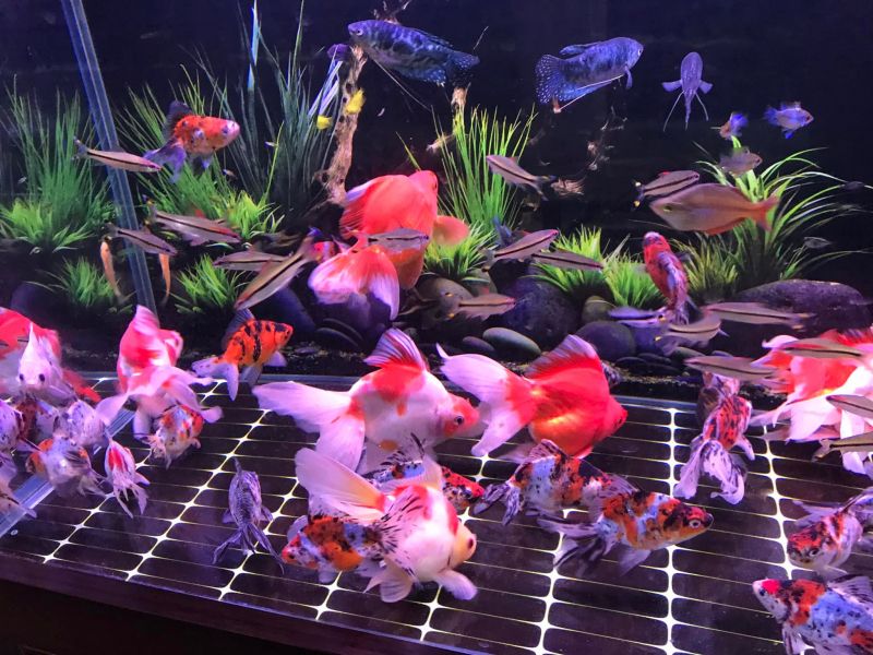 Cá cảnh Hà Minh TP Vinh